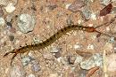 scolopendra